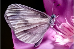 Leptidea sinapis