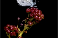Leptidea sinapis