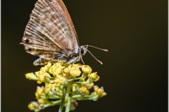 Leptotes pirithpus