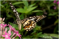 Papilio demoleus