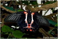 Papilio memnon
