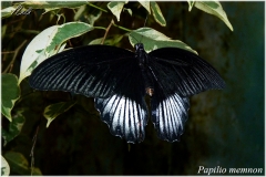 Papilio memnon