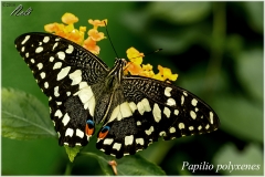 Papilio polyxenes