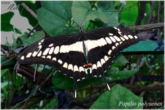 Papilio polyxenes