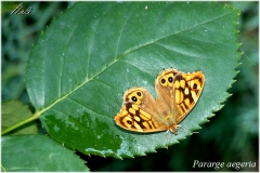 Pararge aegeria