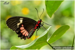 Parides iphidamas