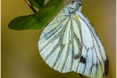 Pieris napi - blanca nervada