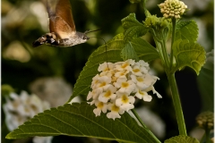 Mariposa esfinge colibrí