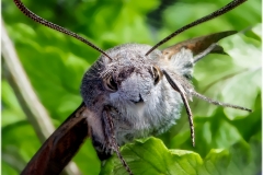 Macroglossum stellatarum (mariposa esfinge colibri)
