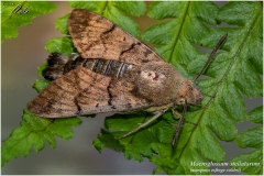 Macroglossum stellatarum (mariposa esfinge colibri)