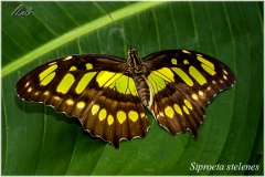 Siproeta stelenes
