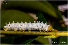 Samia cynthia, oruga
