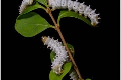 Samia cynthia, oruga