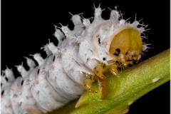 Samia cynthia, oruga