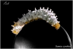 Samia cynthia, oruga