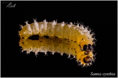 Samia cynthia, oruga