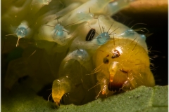 Samia cynthia, oruga