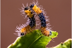 Actias maenas