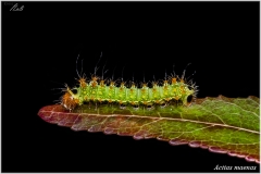 Actias maenas