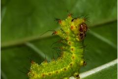Actias maenas