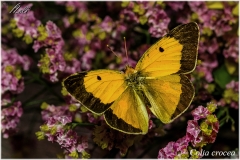 Colia crocea