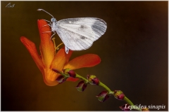 Leptidea sinapis