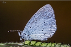 Celastrina argiolus