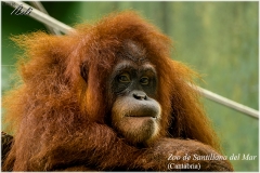 Santillana del Mar. Zoo.