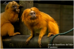 Santillana del Mar. Zoo.