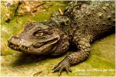 Santillana del Mar. Zoo.
