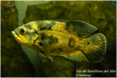 Santillana del Mar. Zoo.