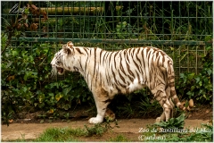 Santillana del Mar. Zoo.
