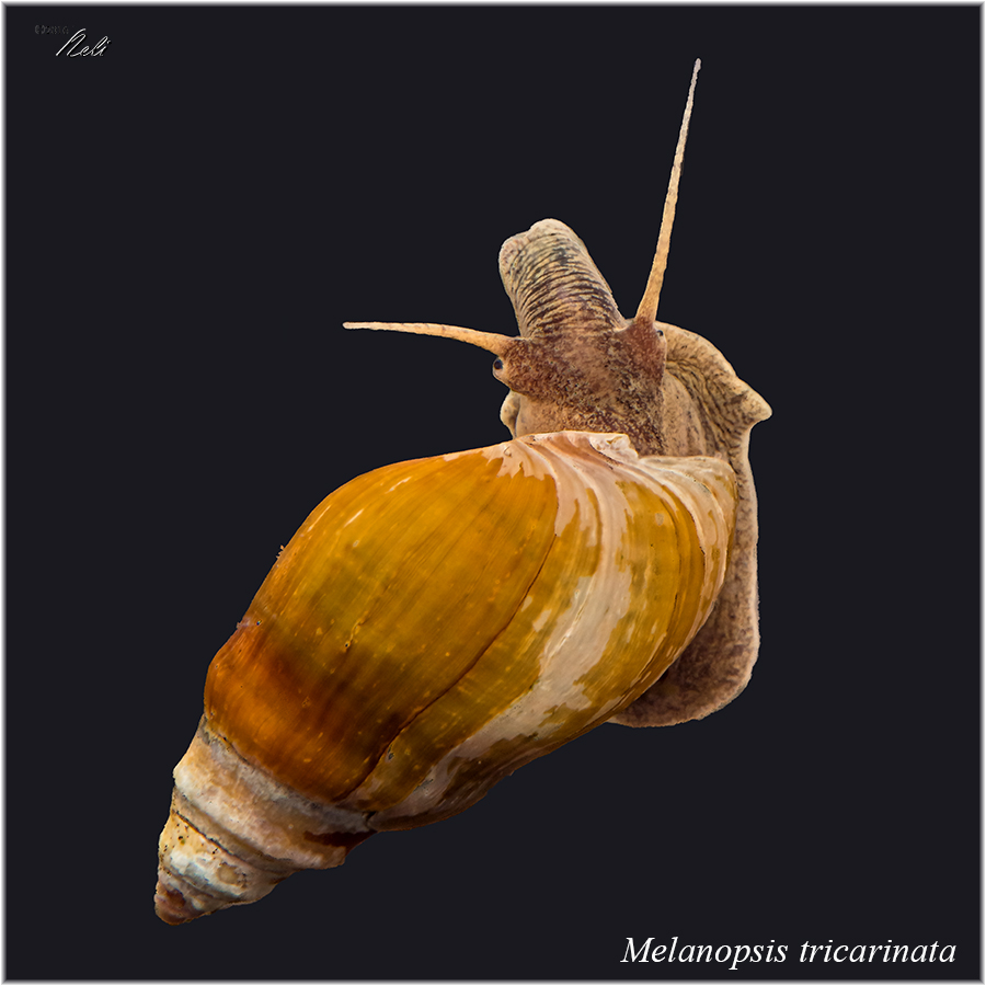 Melanopsis tricarinata