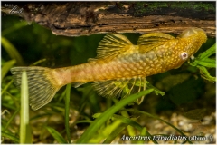 Ancistrus triradiatus albino