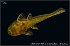 Ancistrus triradiatus albino