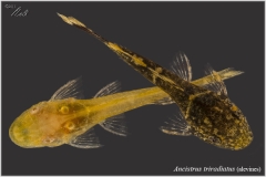 Ancistrus triradiatus