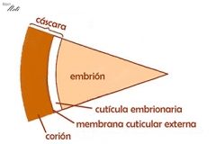 Artemia-13