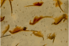 Artemia salina