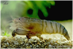 Atya gabonensis