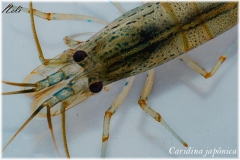Caridina japónica