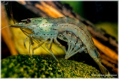 Caridina japónica, acuariofilia