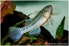 Dormitator