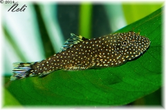 Gastromizon