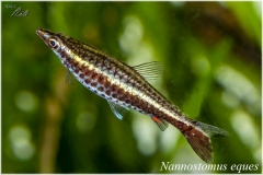 Nannostomus Eques