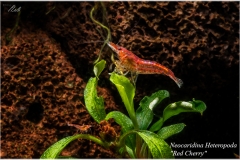 Neocaridina heteropoda