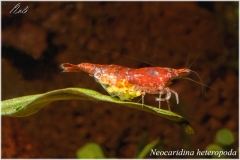 Neocaridina heteropoda