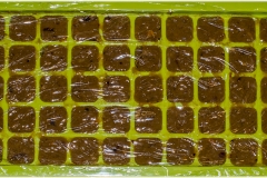 Papilla casera
