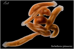 Planaria - Turbellaria
