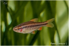 Puntius titteya (barbo cereza)