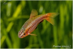 Puntius titteya (barbo cereza)